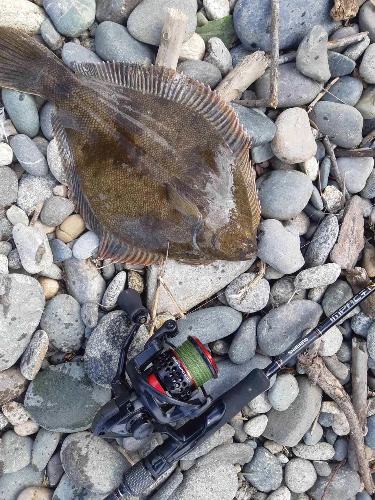 Flounder on a rocky beach and a fishing rod next to it