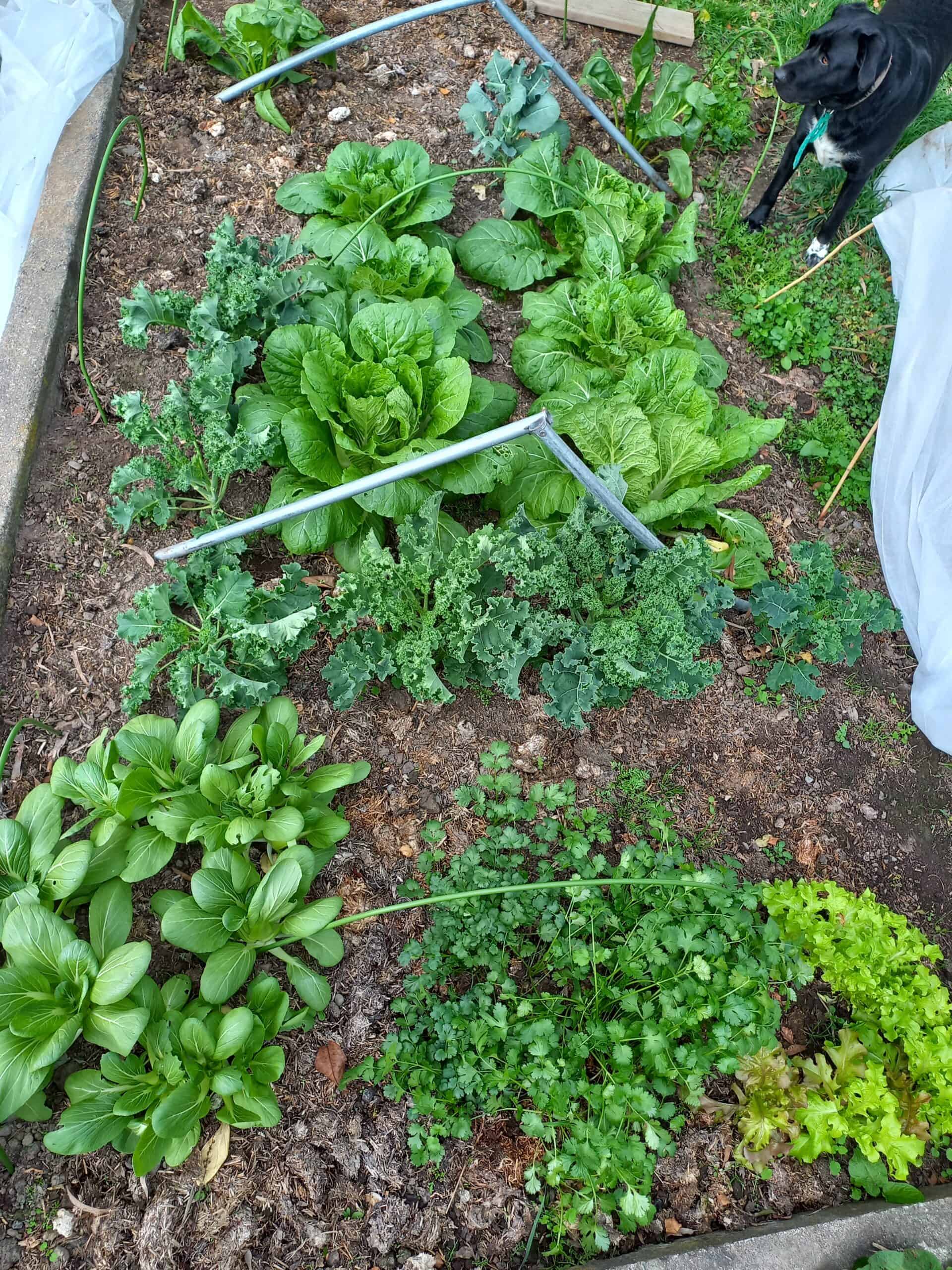 Autumn vegetable garden. A black dog in the right hand top corner of the garden bed.