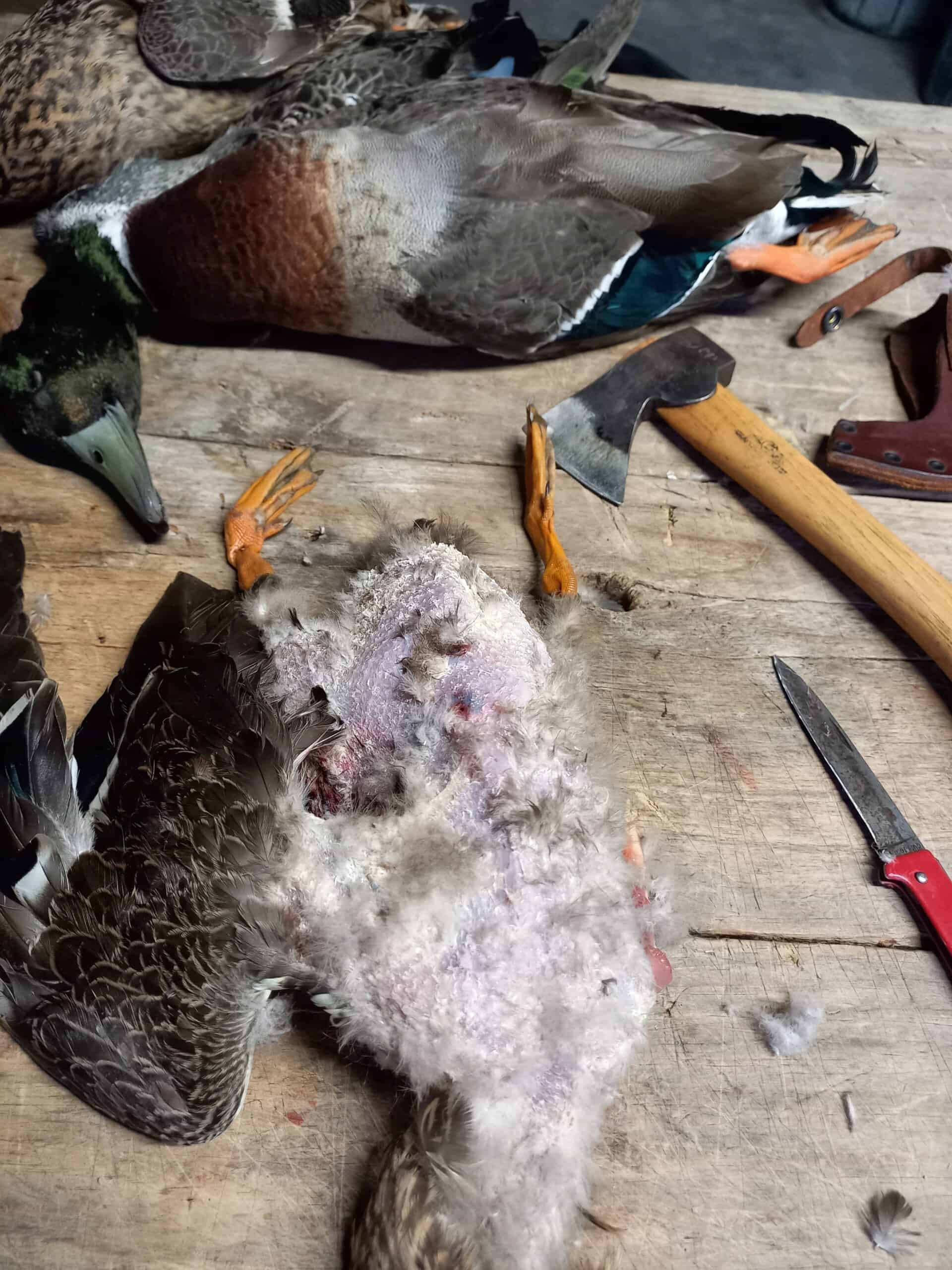 Ducks being plucked on a table