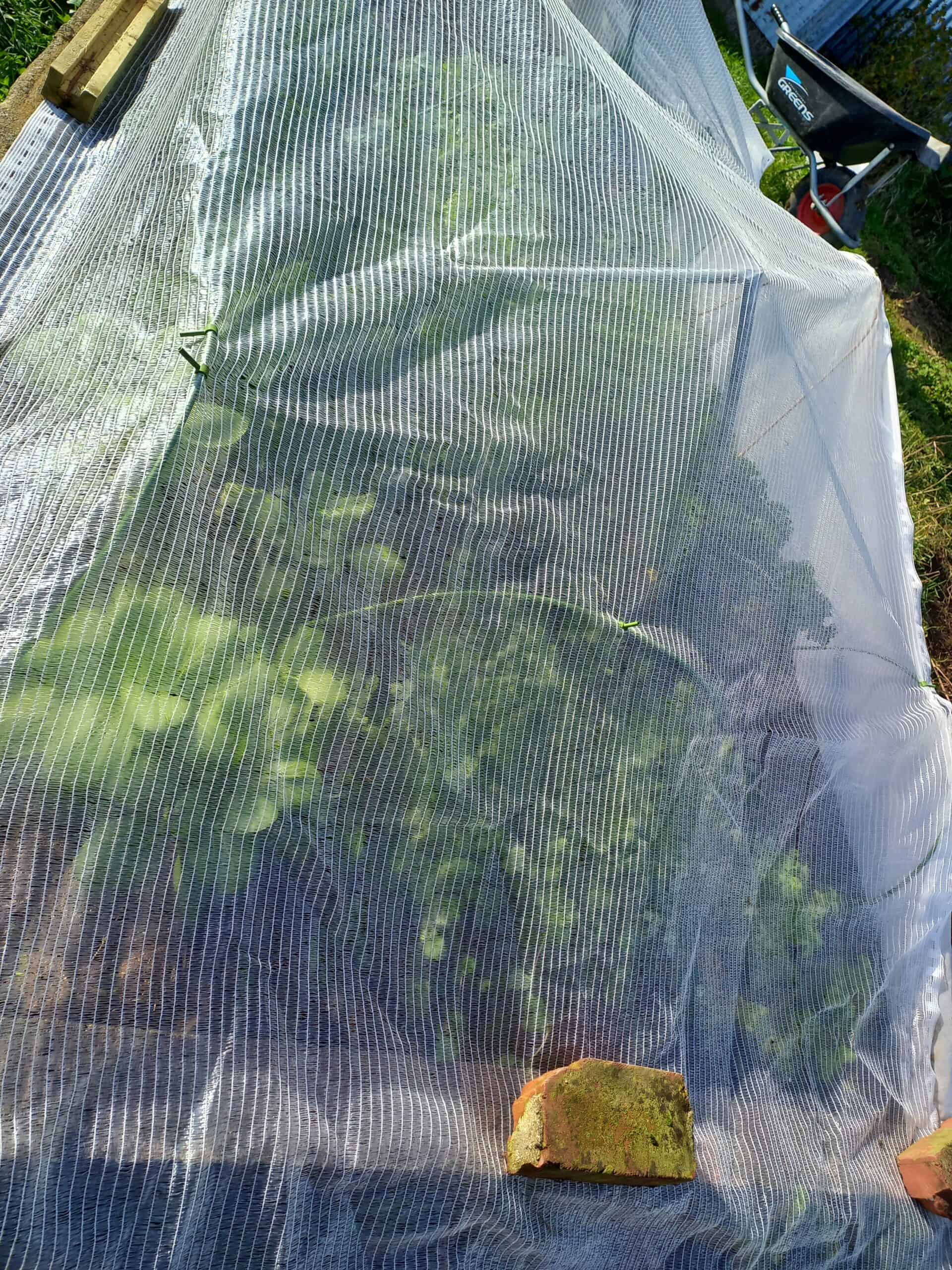 vegetables growing under a frost cloth