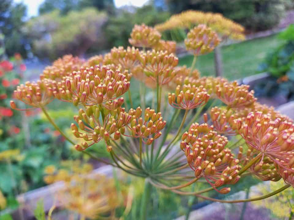 dill seed crown