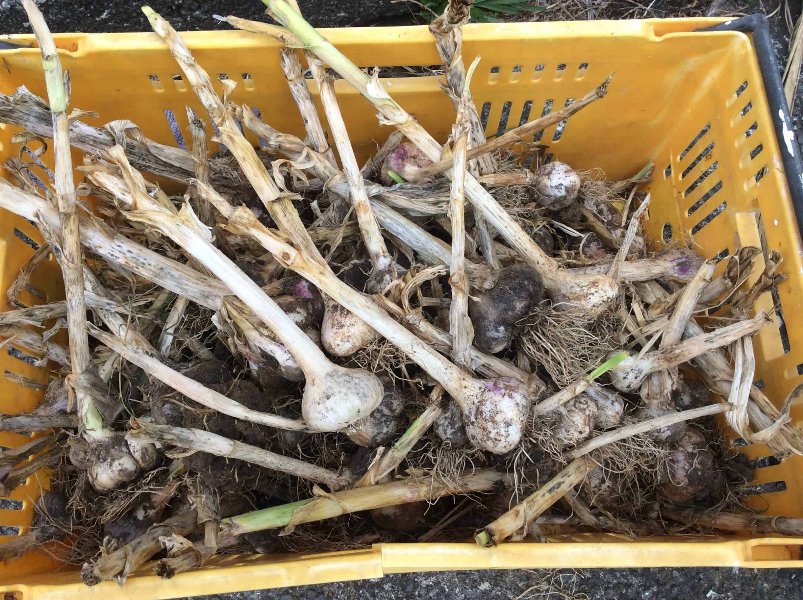 Harvested garlic in a yellow crate to dry out