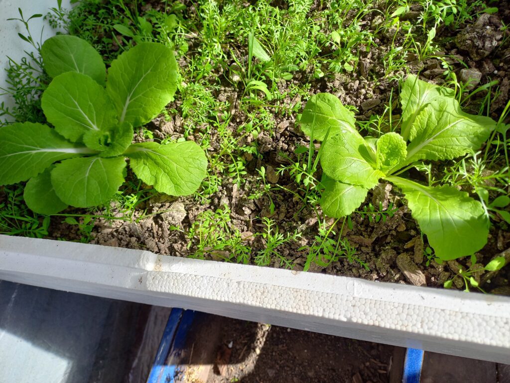cabbage growing