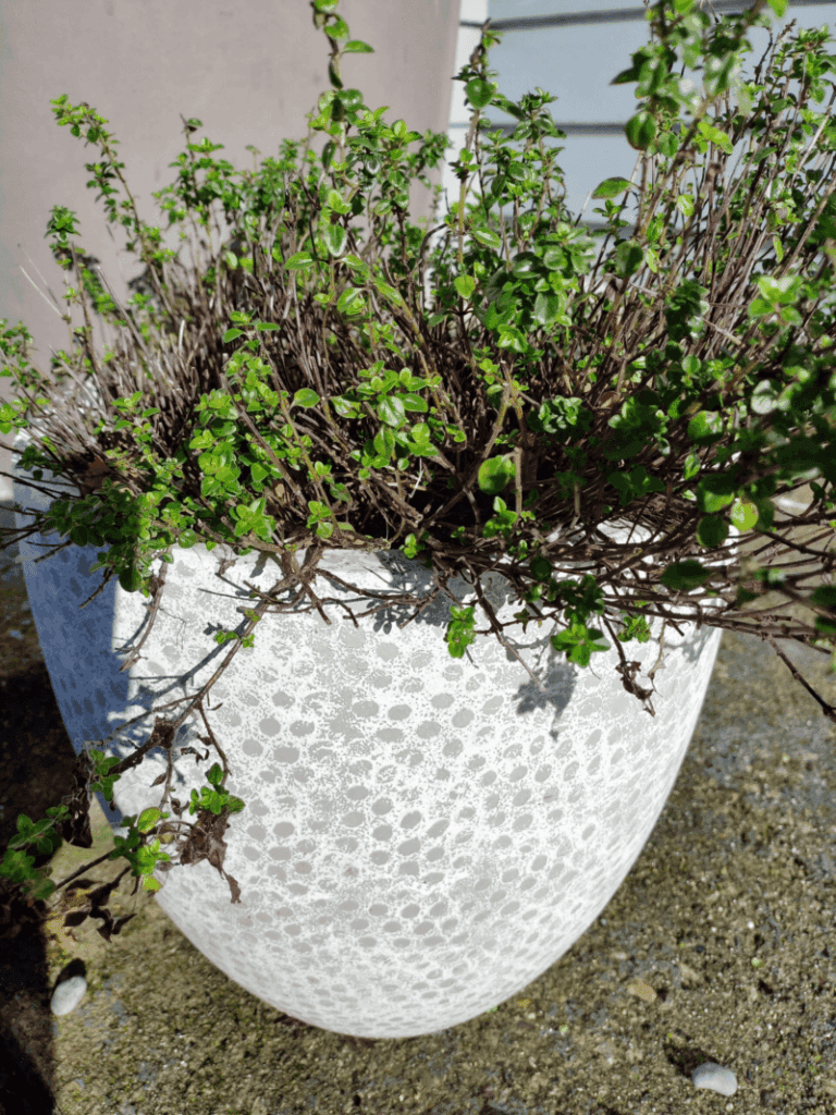 fresh thyme plant in a white pot