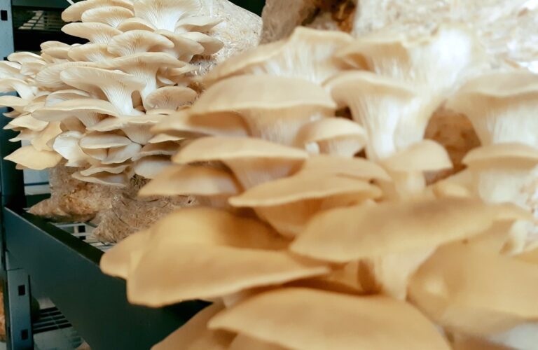 oyster mushroom growing from growing bags