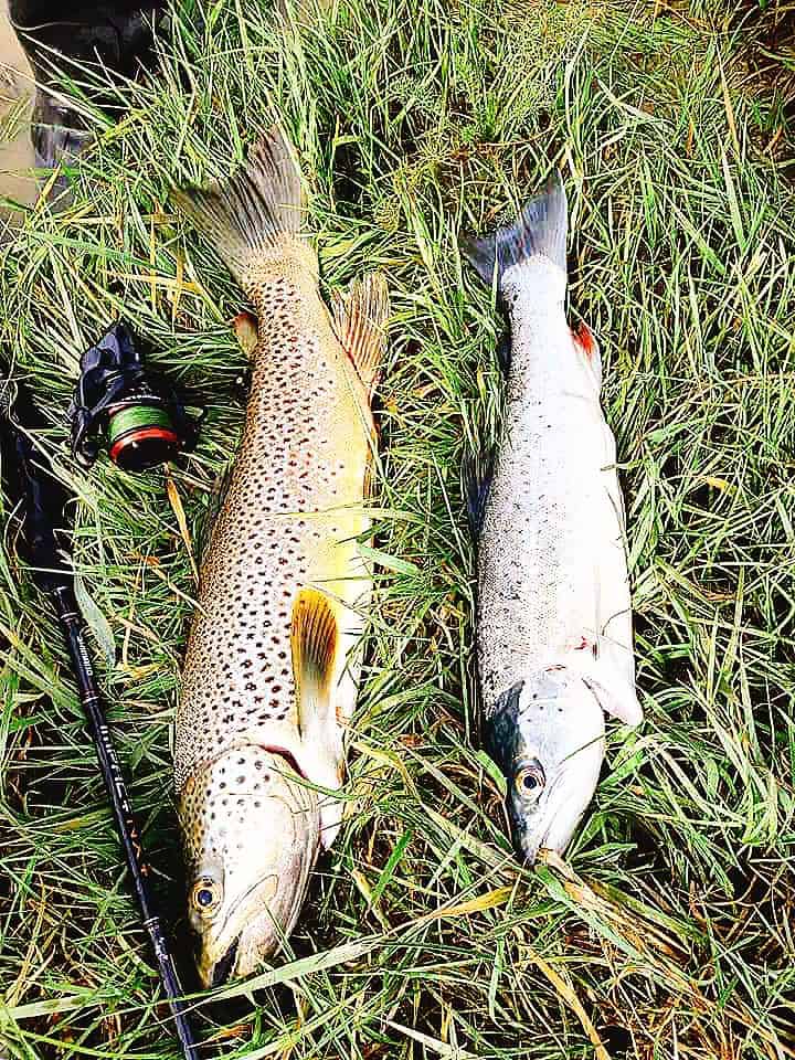 2 trout fish on the grass next to a fishing rod