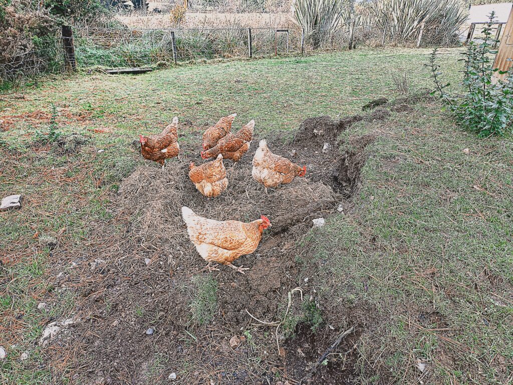 6 chickens roaming and scrathing around in a paddock