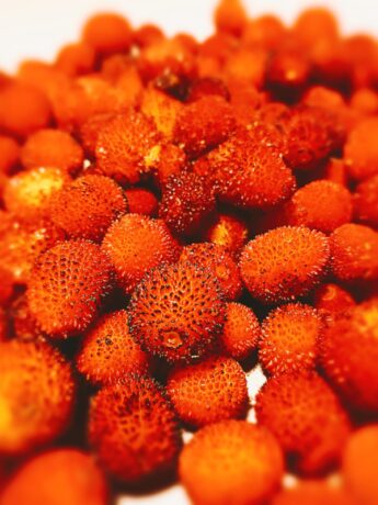 A big pile of strawberry tree fruit on a white kitchen bench.