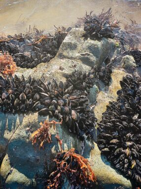 Mussel bed on a rock in the sea