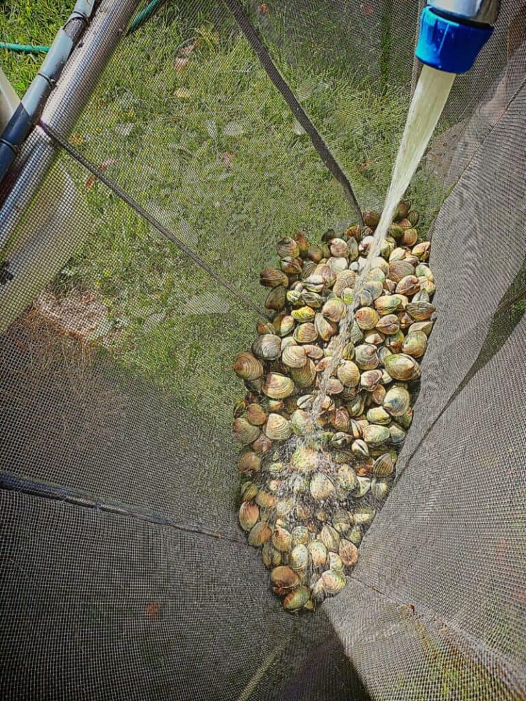 Hosing down fresh clams in a large net