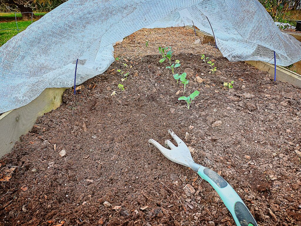 seedlings planted in a garden bed underneath a frost cloth