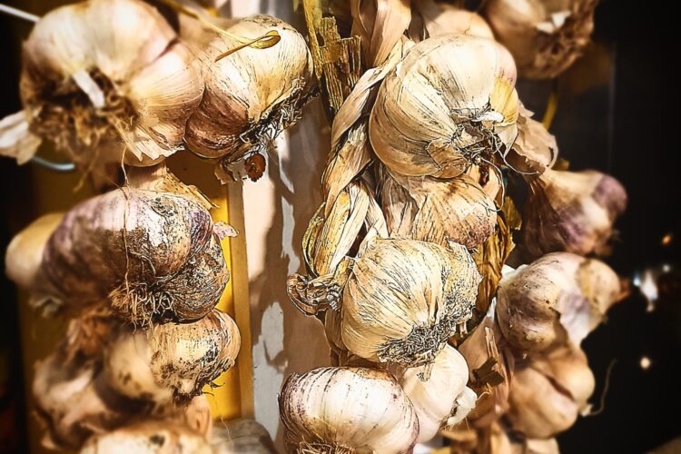 garlic hanging and storing for winter