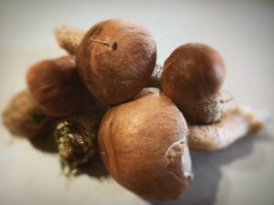 freshly picked porcini mushrooms on a white kitchen bench