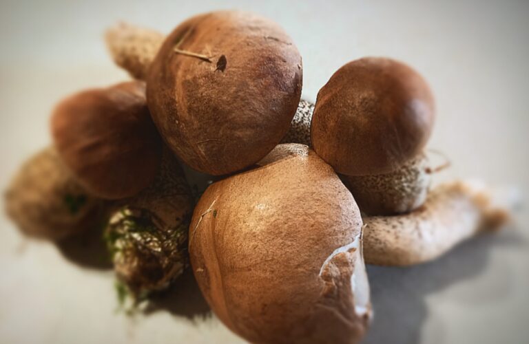 freshly picked porcini mushrooms on a white kitchen bench