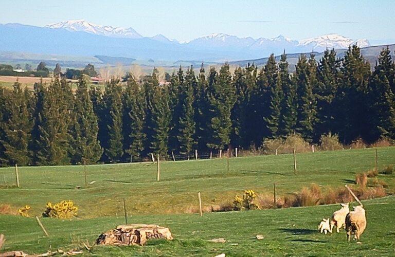 My lifestyle block. Two sheep and one lamb in a paddock with pine trees in the background