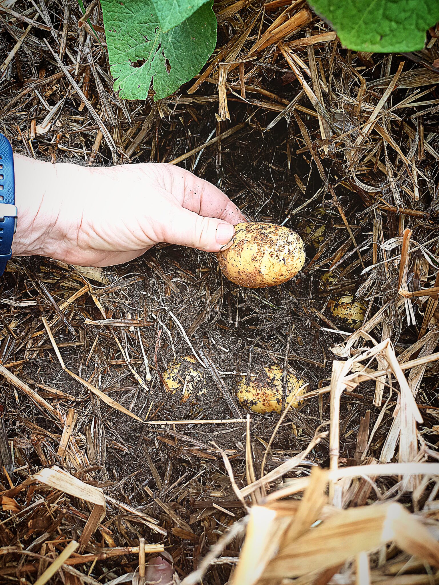 How to grow stunning no dig potatoes effortlessly Grow, gather, fish