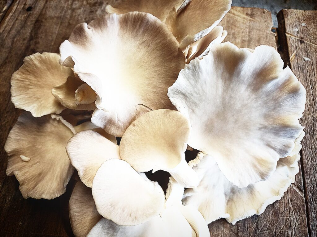 freshly picked oyster mushrooms on a wooden bench top