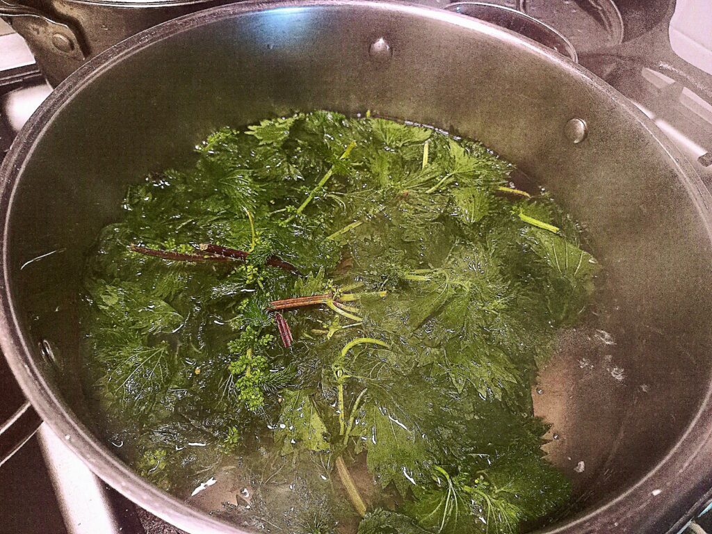 stinging nettles cooking in a pot of water