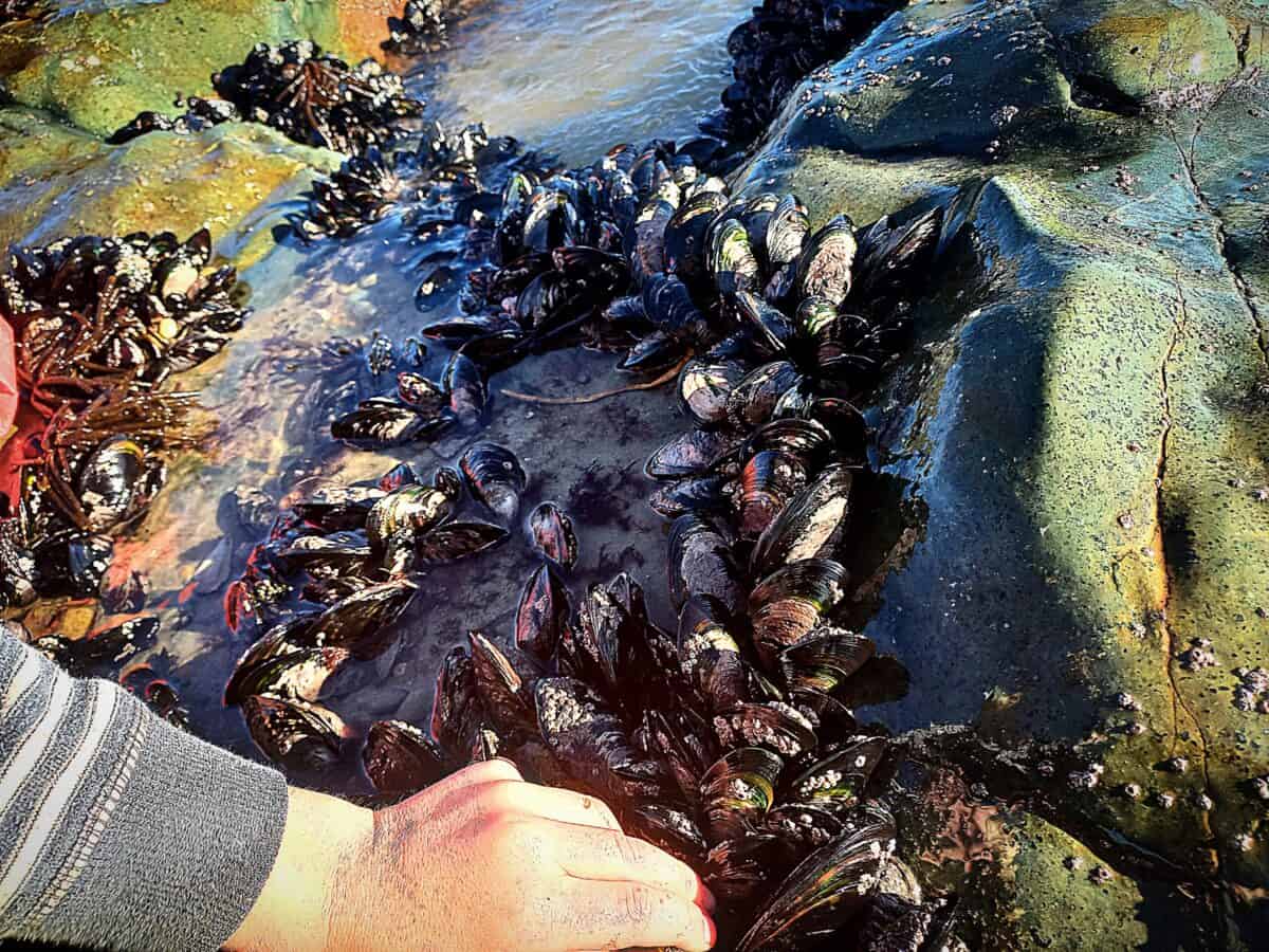 A mussel bed on a sea rock and a hand next to it