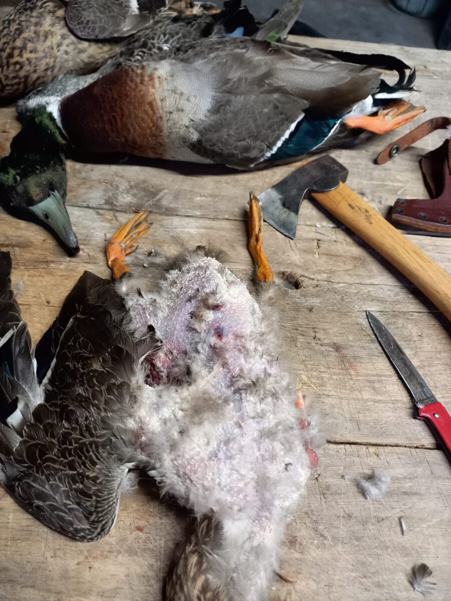 Three Wild ducks being plucked on a wooden table. An axe and a red pocket knive is also on the table next to the ducks