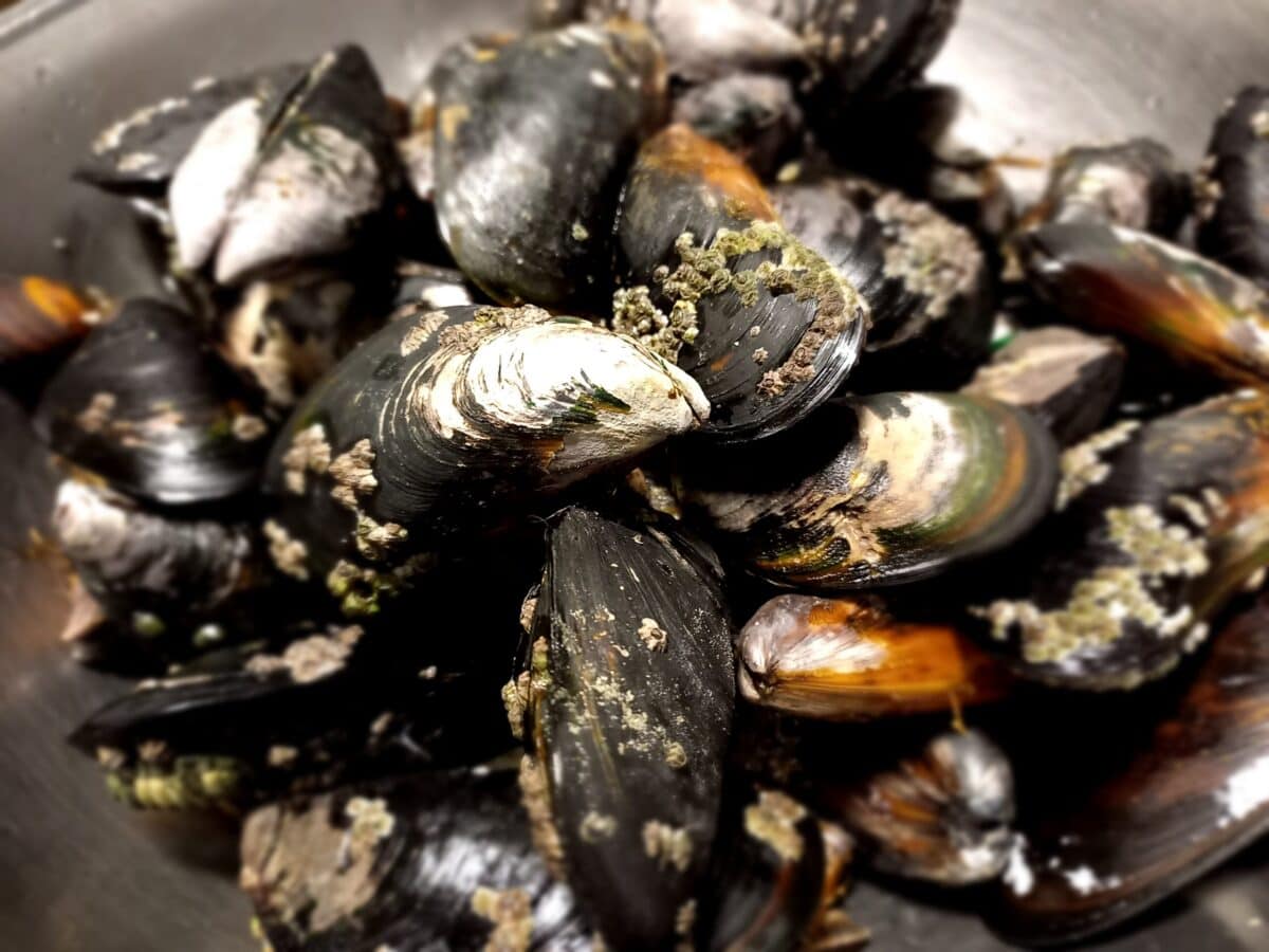 wild mussels in a stainless steel bowl