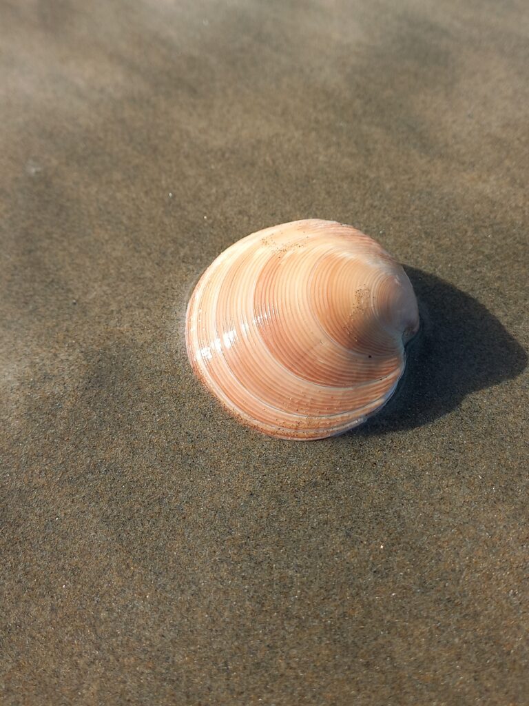 Live clam on the beach