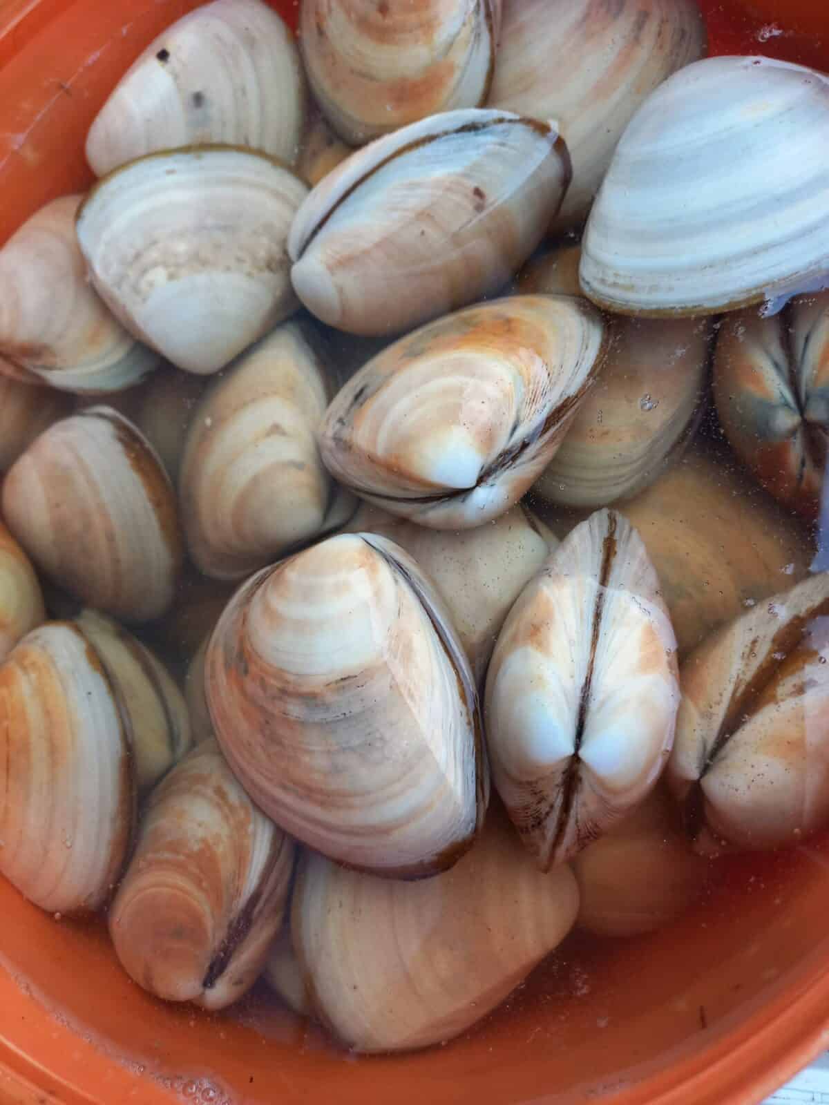 Fresh clams soaking in water in an orange bucket