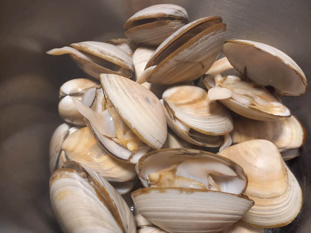 steamed clams. The clam shell is opening up
