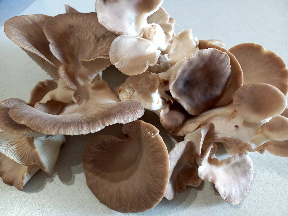 oyster mushrooms on a white bench