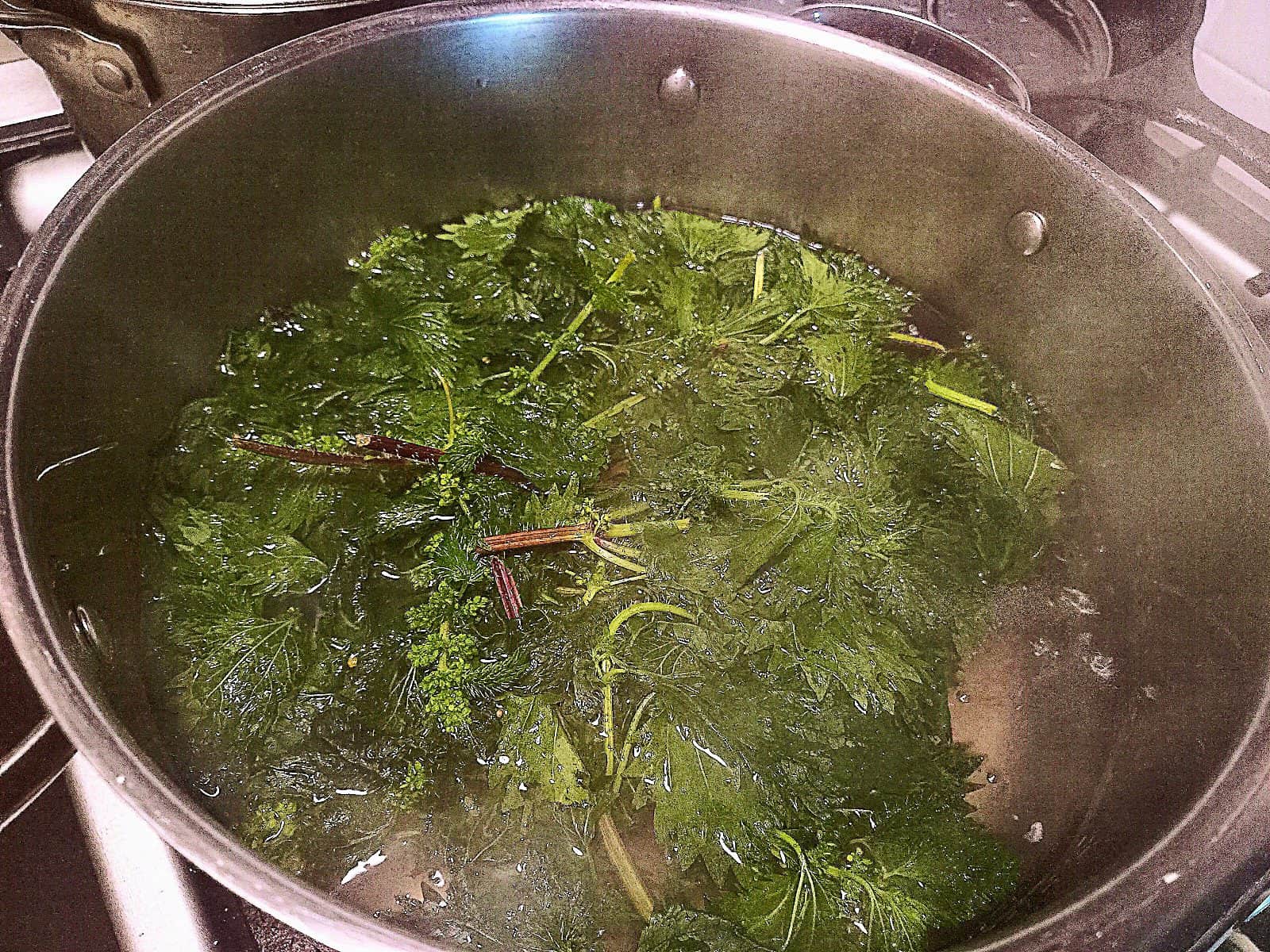 stinging nettles cooking in a pot of water