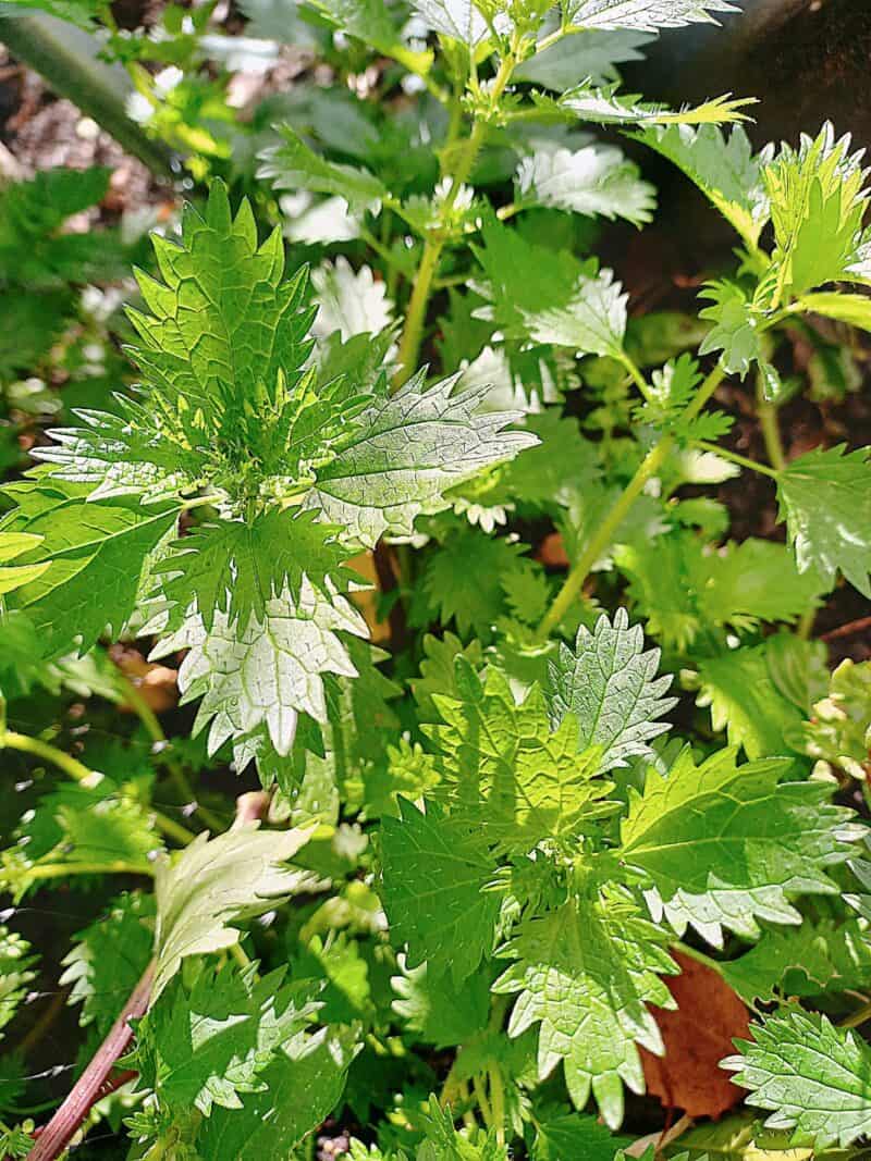Wild stinging nettles growing