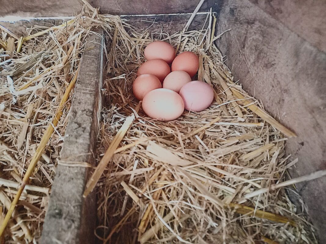 7 eggs on straw in a laying box