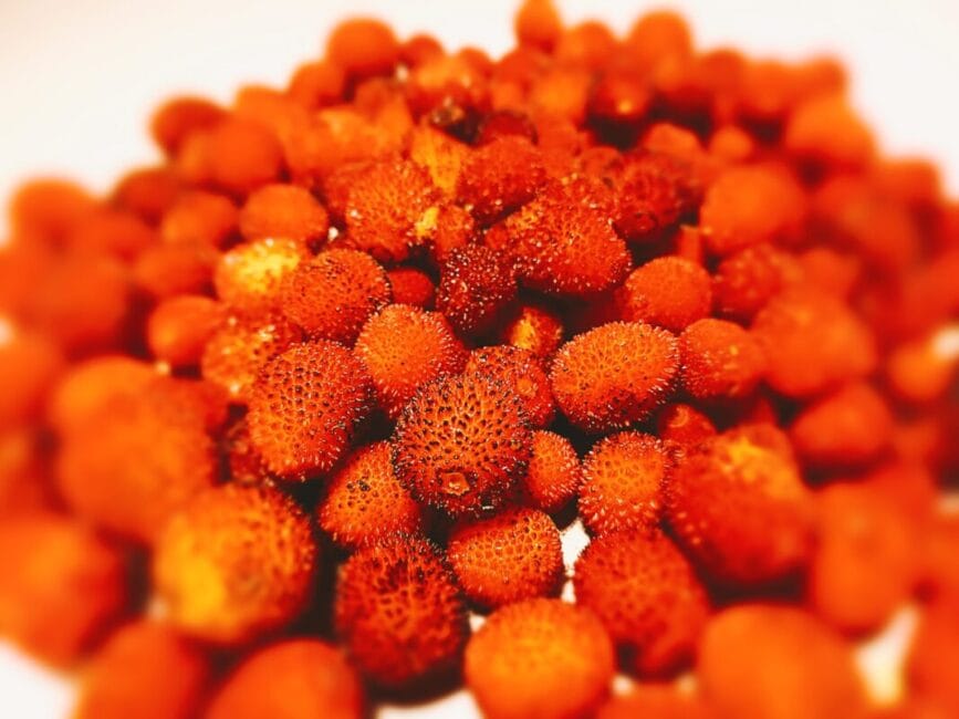 A big pile of strawberry tree fruit on a white kitchen bench.