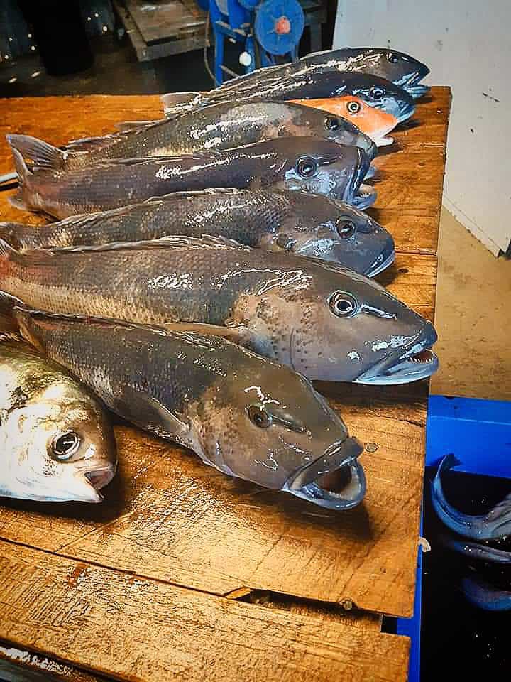 Many fresh whole fish on a wooden bench