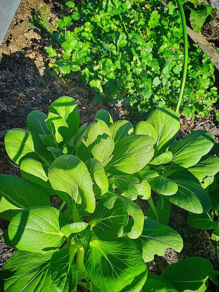 bok choi and coriander growing in a garden bed