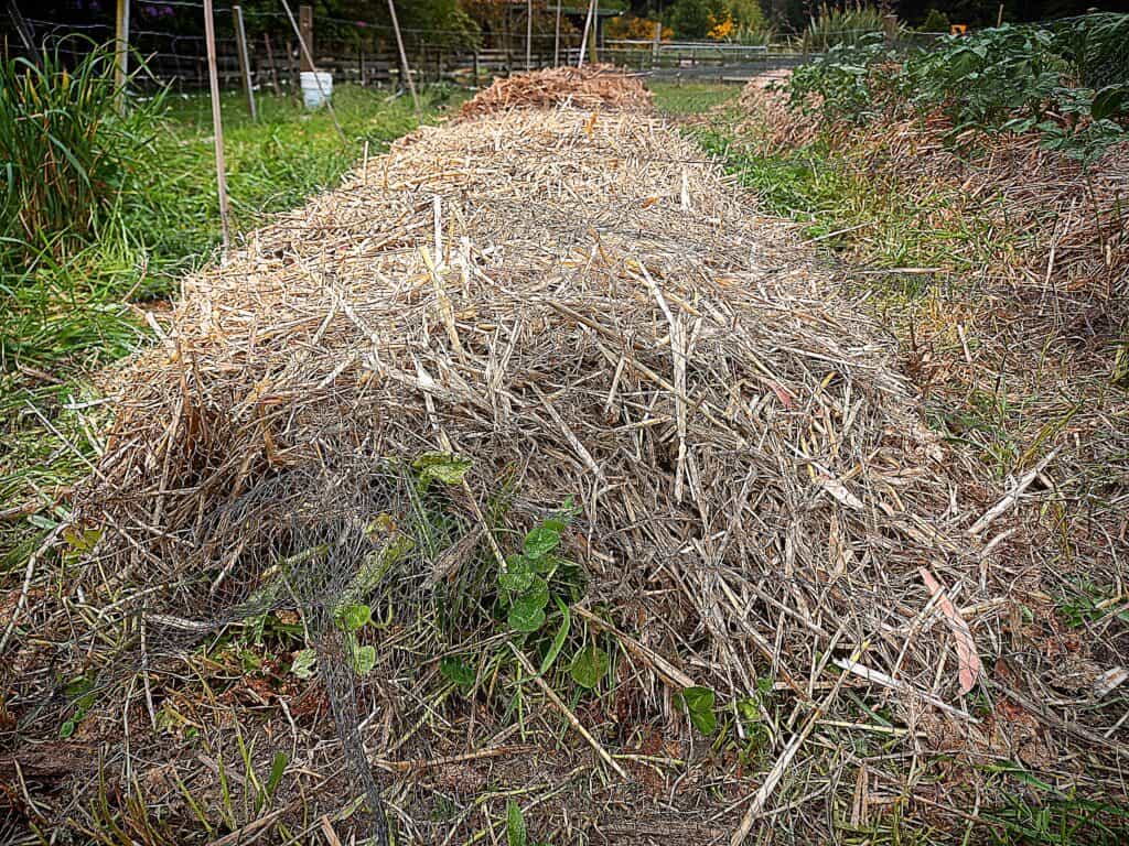 Raised garden row covered in wheat straw
