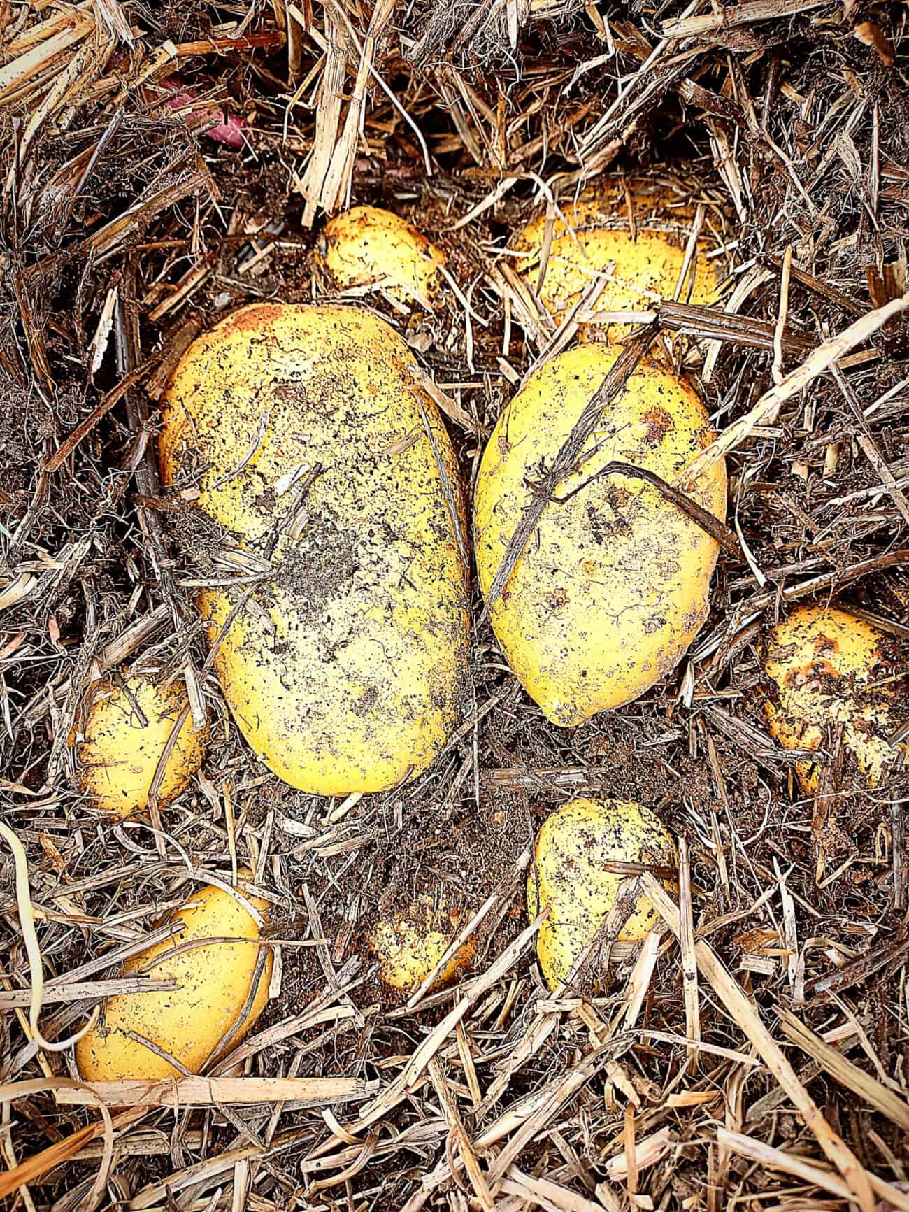 Potatoes half submerged in straw