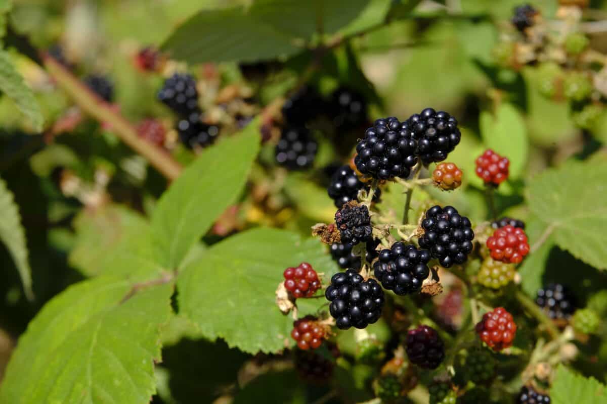 Wild blackberry bush
