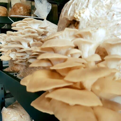 oyster mushrooms growing from growing bags