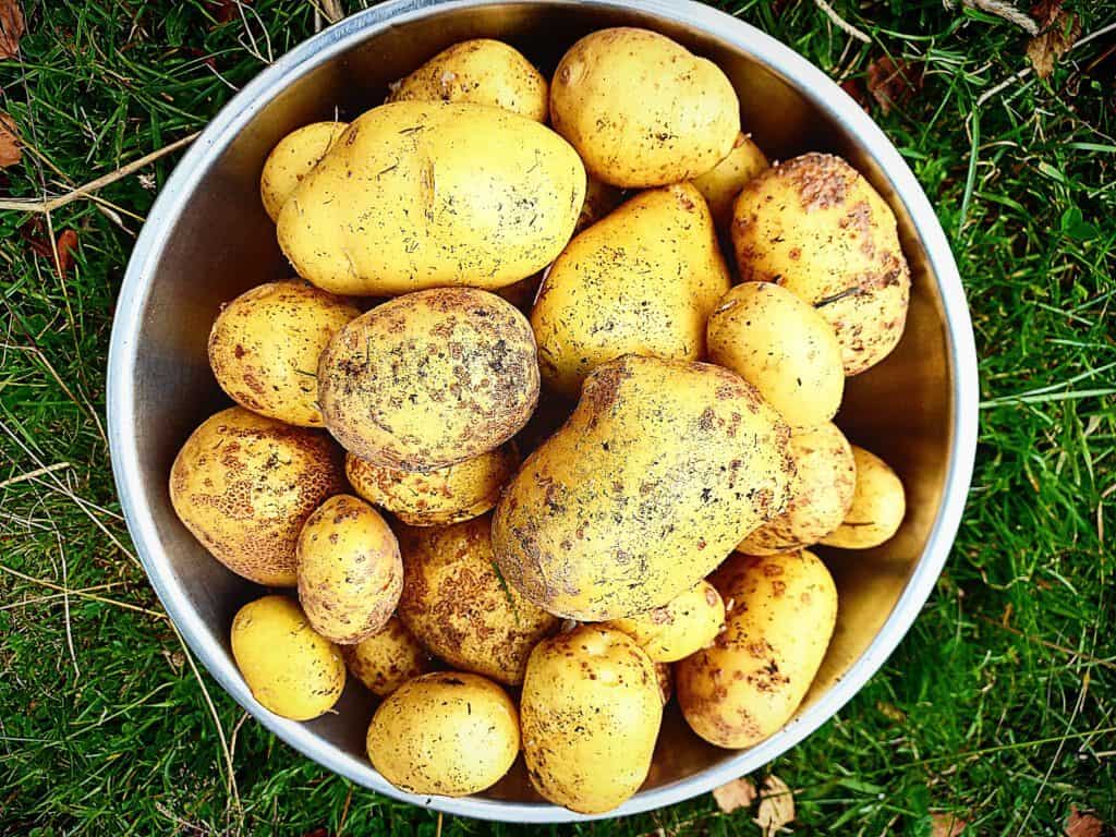 Freshly harvested homegrown potatoes in a stainless steel bowl on the grass