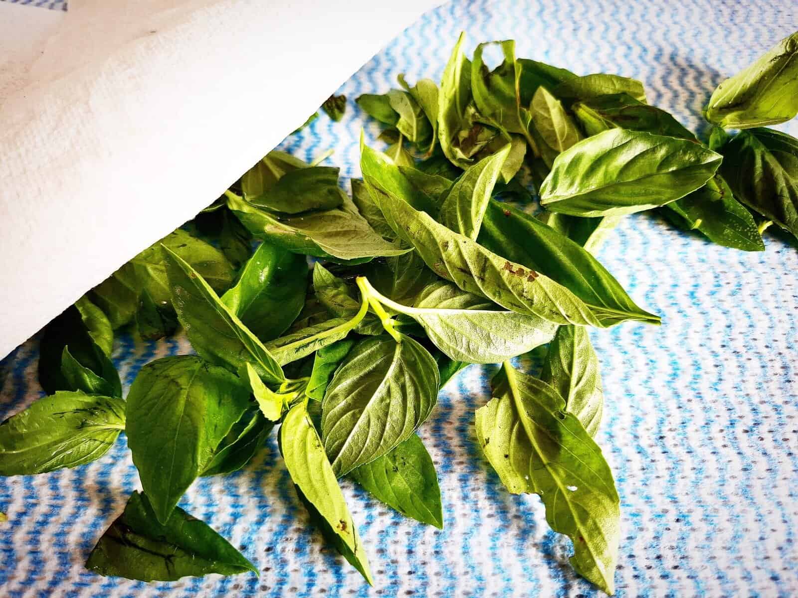 Washed basil leaves drying out on a white and blue cloth with paper towel on top that has been partly removed to expose the basil leaves underneath it