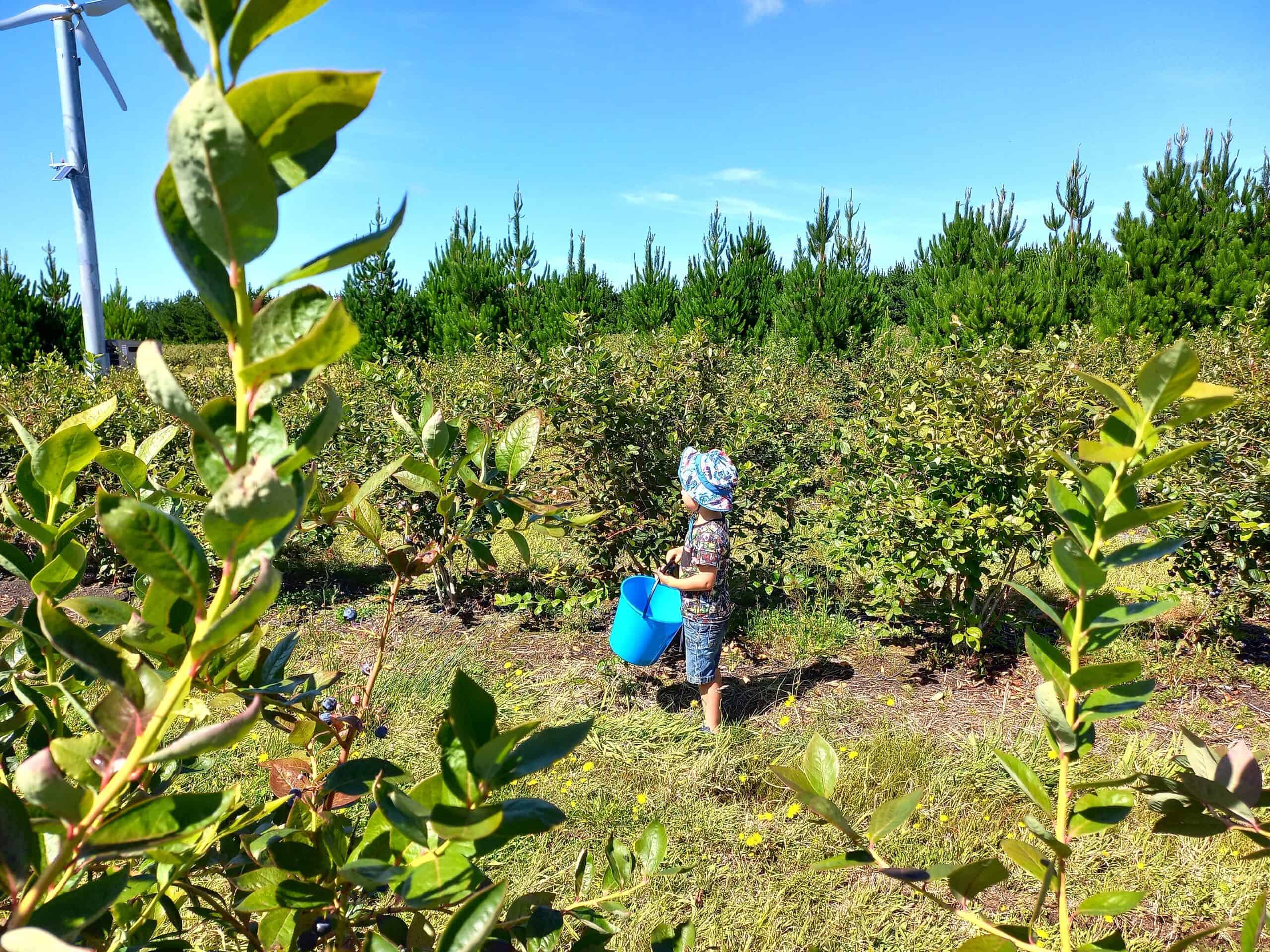 A young child is walking with a blue bucket in between blueberry tree rows on a blueberry farm.
